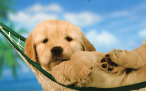 National Hammock Day 